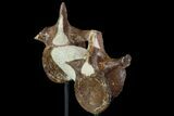 Pair of Fossil Plesiosaur Vertebrae With Stand - Goulmima, Morocco #89804-1